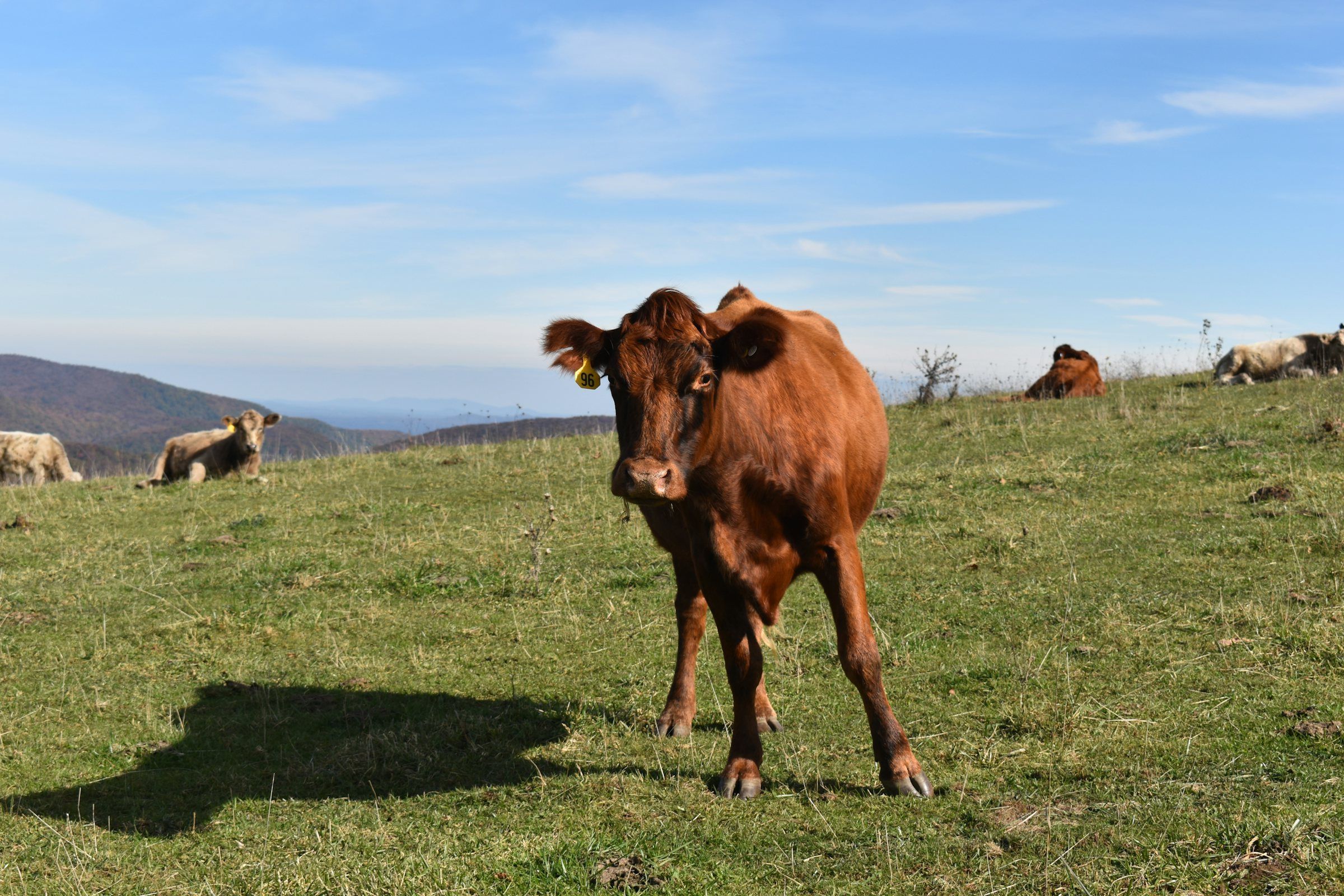 An ear-tagged cow standing on green mountain pasture with the herd resting behind and ridgelines on the horizon